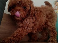 En Güzelinden Poodle Bebeklerimiz Hazır
