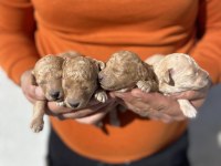A kalite poodle bebekleri