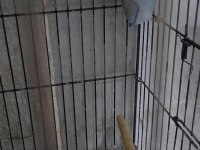 Genç ve bakıcı Forpus papağanı takımlar