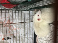 9 aylık erkek ratlarımı sahiplendiriyorum