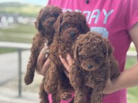 Ankaranın en güzel redbrown toy poodle yavruları