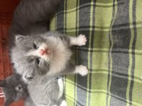 Scottish fold yavrularımız sahiplendirilecektir