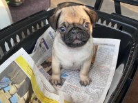 Yavru dişi pug