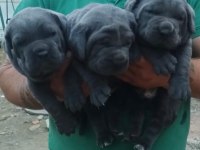 Blue Cane corso dişi yavrular