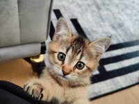 3 Aylık British Shorthair Erkek Black Gold