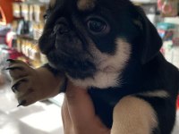 BLACK TAN PUG YAVRULAR