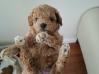 Ailemizde Büyüyen Maltipoo Bebeklerim