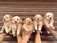 Mini Mini Maltipoo Ev Köpekleri