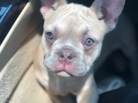 Böyle bir french bulldog güzellik yok