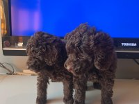 Sevimli toy poodle yavrular