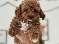 Petmode köpek çiftliğinde ziyarete açık kore maltipoo