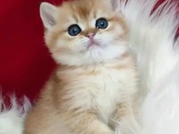 Çok Güzel Yavru British Shorthair
