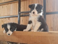 Border Collie Yavrular