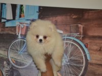 Pomeranian boo antalya dişi
