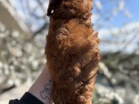 Korekan toy poodle safkan yavrular
