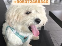 POODLE AYARINDA ANTİALERJİK MALTİPOO