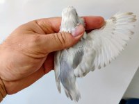 Forpus papağanı damızlık takım