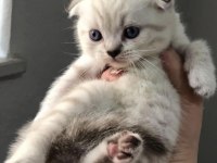 Scottish fold 2 aylık aşıları yapılacak