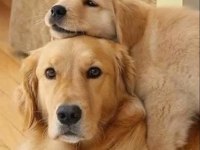 Şeker Gibi Golden Retriever Bebekler