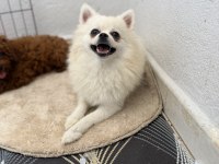 Kar beyazı spitz