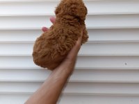 AKILLI TOY POODLE
