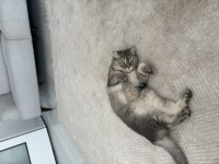 British Shorthair Kısır