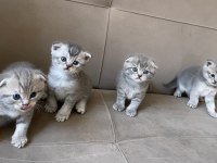 Scottish fold bebeklerim