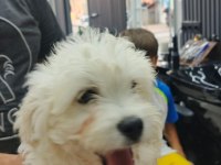 Maltese Terrier Yavruları