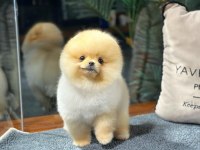 Pomeranian Boo Yavrular Aynı Gün Gönderim