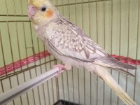 Sultan Papağanı Sağlıklı Kuşumuz