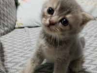 British shorthair scottish fold yavrular