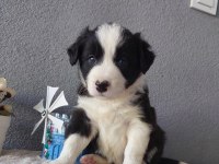Border Collie Yavru Köpeklerimiz