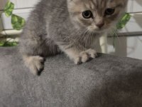 Kedilerimiz 2 aylık scottish fold