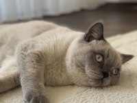 BLUE POİNT UYUMLU BRİTİSH SHORTHAİR KEDİM