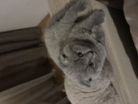 3 tane scottish fold kedimiz biri gri ikisi blue
