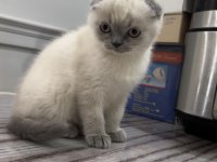 Scottish Fold Blue Point Yavru