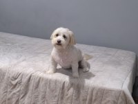 Terrier köpeğimiz