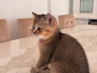 75 Günlük British Shorthair Yeni Yuvaya gitmeye hazır