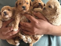Kilo Garantili Ev Ortamındaki maltipoo Yavrularım