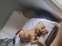 1.5 Yaşında Tam Aşılı Cocker Spaniel