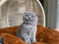 AYI SURAT MÜKEMMEL KALİTEDE LİLAC SCOTTİSH FOLD BEBEĞİMİZ
