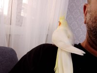 Sultan papağanımız