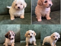A kalite Maltipoo yavruları