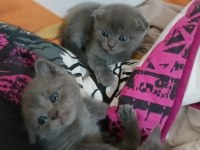 Safkan scottish fold kediler