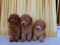 Orjinal Toy Poodle Yavruları 2.5 Aylık