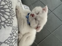 55 Günlük Scottish fold Yavrular Yeni Yuvalarını arıyorlar