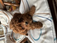 Aileden orjinal toy poodle bebeklerim