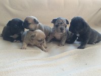 Egzotik french bulldog