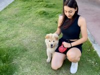 Aşıları tam chow chow