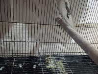 Heavy pied sultan papağanı